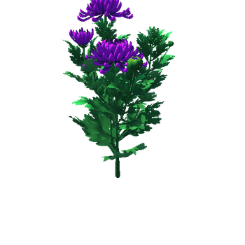 Flower_Chrysanthemum morifolium5